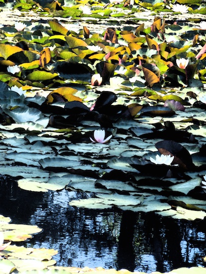 Monet Pond by Katy Brown